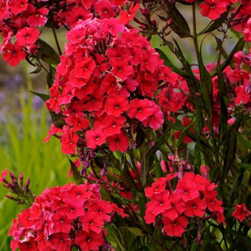 Phlox (p) 'Red riding hood', planta perena, planta parfumata, flori rosu