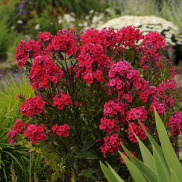 Phlox (p) 'Red riding hood', planta perena, planta parfumata, flori rosu - Img 2