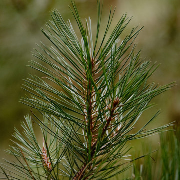 Pin Galben (Pinus ponderosa), vesnic verde, conifer ornamental - Img 2