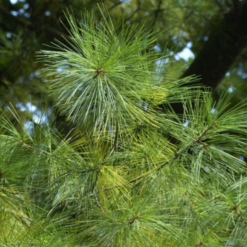 Pin neted (Pinus strobus) ghiveci, vesnic verde, conifer ornamental - Img 2