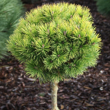 Pin pitic galben altoit (Pinus mugo 'Ophir'), vesnic verde, conifer ornamental - Img 3