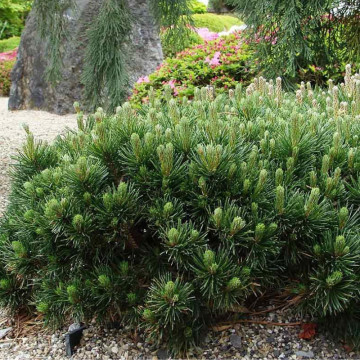 Pin pitic (Pinus mugo pumilio), vesnic verde, conifer ornamental - Img 3