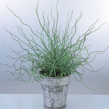 Pipirig spiralat, iarba creata (Juncus effusus Spiralis), vesnic verde, planta perena