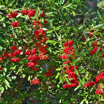 Piracanta roșie (Pyracantha Red Column), planta gard viu, vesnic verde - Img 5