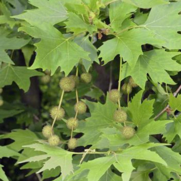 Platan (Platanus acerifolia) 60-100 cm - Img 3