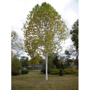 Platan (Platanus acerifolia) 90-120 cm, arbore ornamental