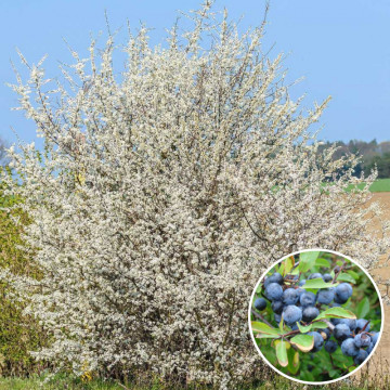 Porumbar ( Prunus spinosa), planta gard viu, arbust fructifer - Img 3