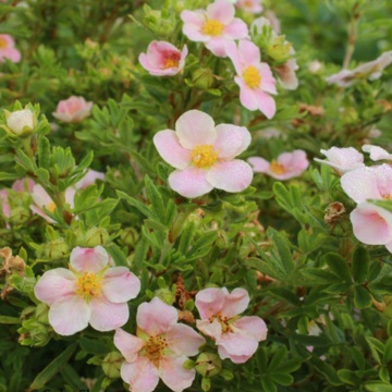 Potentilla (Potentilla Pretty Polly) - Img 2