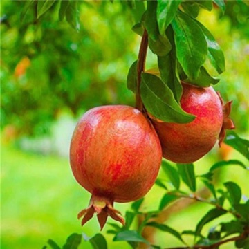 Rodie (Punica granatum), arbust fructifer - Img 2