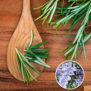 Rozmarin (Rosmarinus Blue Winter), vesnic verde, planta aromatica, frunzis albastru