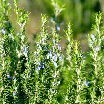 Rozmarin (Rosmarinus officinalis), vesnic verde, planta aromatica, planta medicinala - Img 3