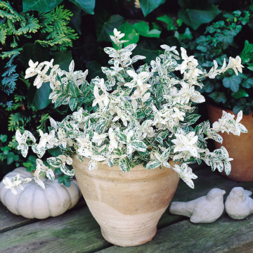 Salba bicolora ( Euonymus fortunei Harlequin), planta gard viu, vesnic verde, frunzis verde-argintiu - Img 2