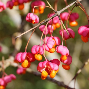 Salba moale (Euonymus europaeus)
