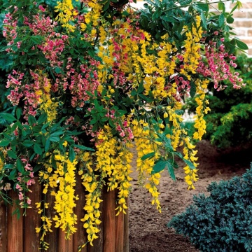 Salcamul lui Adam (Laburnocytisus adamii), arbust ornamental, flori multicolor - Img 2