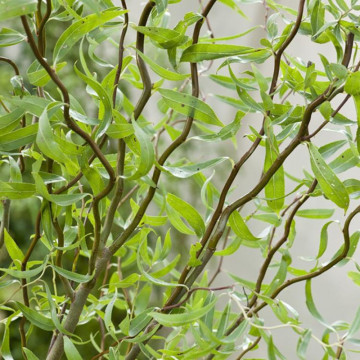 Salcie creata (Salix matsudana tortuosa), planta gard viu, arbore ornamental, gradina japoneza