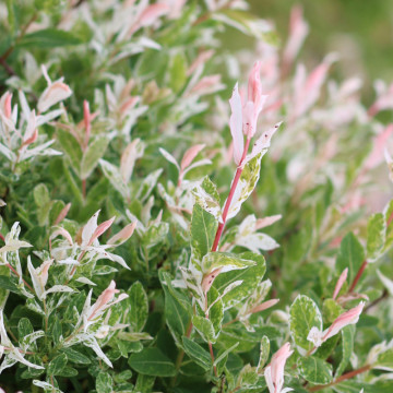 Salcie japoneza (Salix integra Hakuro Nishiki), arbust ornamental, gradina japoneza, frunzis multicolor - Img 2