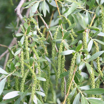 Salcie productie (Salix alba Clona RO 1077), arbore ornamental, perdea forestiera