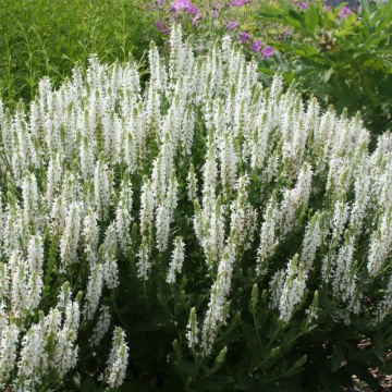 Salvie decorativa (Salvia nemorosa schneehugel)