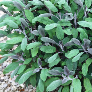 Salvie (Salvia officinalis Purple Beauty), planta perena, planta aromatica, planta medicinala - Img 3