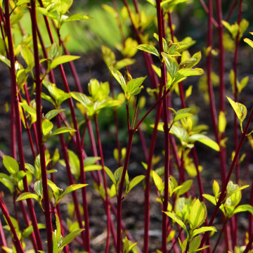 Sanger decorativ (Cornus alba), planta gard viu, arbust ornamental - Img 4