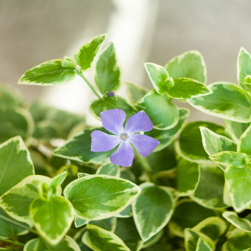 Saschiu (Vinca major Variegata), planta acoperitoare de sol, flori albastru, frunzis verde-argintiu