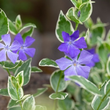 Saschiu (Vinca minor Argenteovariegata), planta acoperitoare de sol, flori albastru