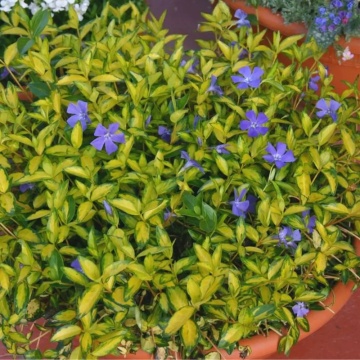 Saschiu (Vinca minor Illumination) - Img 3