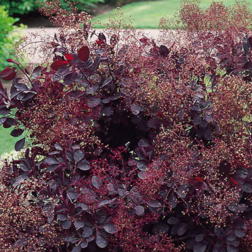 Scumpie rosie (Cotinus cogg. Royal Purple), arbust ornamental, flori roz, frunzis rosu