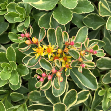 Sedum kamtschaticum Variegatum ghiveci 2 l, planta perena