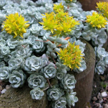 Sedum spathulifolium Cape Blanco, planta ornamentala - Img 4