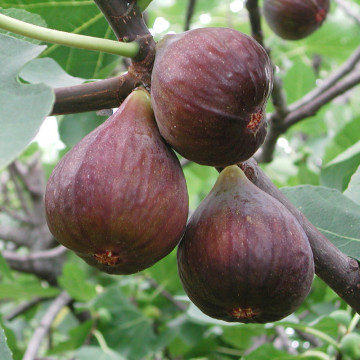 Smochin (Ficus carica Brown turkey), arbust fructifer - Img 3