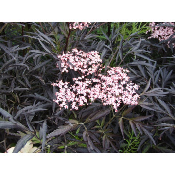 Soc cu frunze rosii (Sambucus nigra Black Lace), arbust fructifer, planta melifera, planta parfumata - Img 2