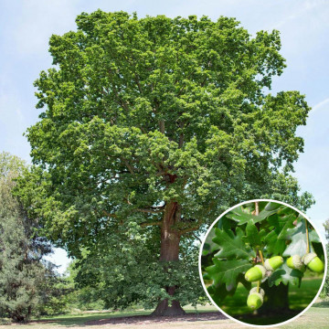 Stejar (Quercus robur), arbore ornamental