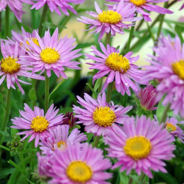 Stelute (Aster alpinus Happy End) ghiveci 2 l, planta perena, flori roz - Img 2