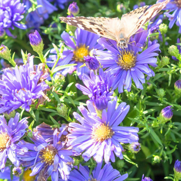 Stelute de toamna (Aster lady in blue) - Img 3