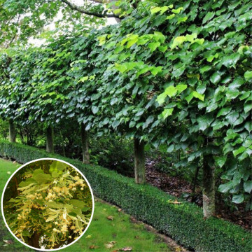 Tei cu frunza mare (Tilia plathyphyllos), arbore ornamental, planta melifera, planta aromatica - Img 2