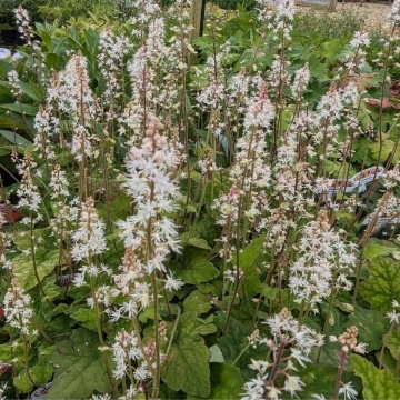 Tiarela (Tiarella wherryi white), planta perena, flori alb - Img 2