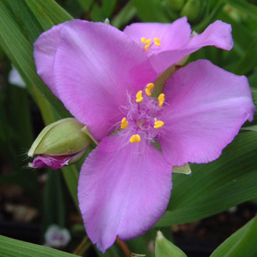 Tradescantia (a) 'Charlotte', vesnic verde, planta perena, flori mov