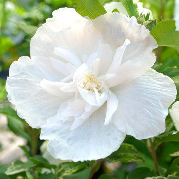 Trandafir chinezesc alb batut (Hibiscus syriacus White Chiffon), planta gard viu, arbust ornamental, flori alb
