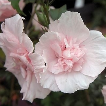 Trandafir chinezesc roz (Hibiscus moscheutos) - Img 2