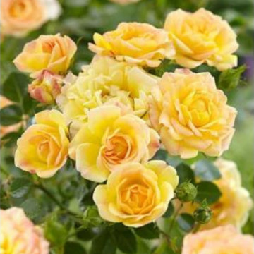 Trandafir pitic galben (Rosa Yellow Fairy), planta perena, flori galbene - Img 2