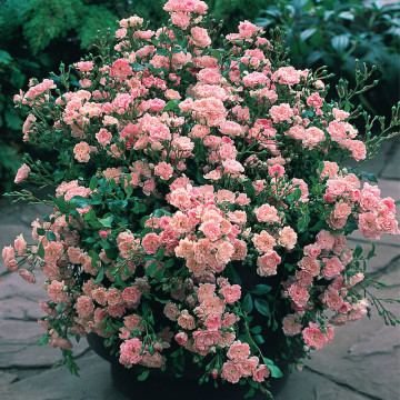 Trandafir pitic roz (Rosa The Fairy), planta ornamentala, planta parfumata, flori roz - Img 3