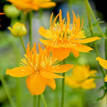 Trollius chinensis Golden Queen, planta perena, flori galbene