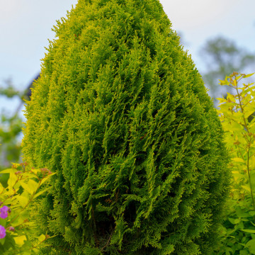 Tuia brabant (Thuja occ. Brabant) 40-50 cm, planta gard viu, vesnic verde - Img 4