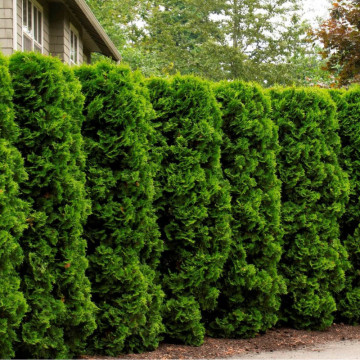 Tuia holmstrup (Thuja occ. Holmstrup) ghiveci 2 l, planta gard viu, vesnic verde