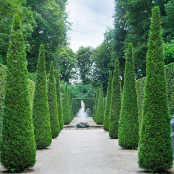 Tuia smarald (Thuja occ. Smaragd) 80-110 cm, planta gard viu, vesnic verde - Img 2