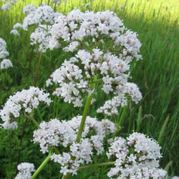 Valeriana (Valeriana officinalis), planta perena, planta aromatica, planta medicinala - Img 2