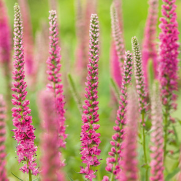 Veronica roz (Veronica spi. Rose zwerg), planta perena, flori roz