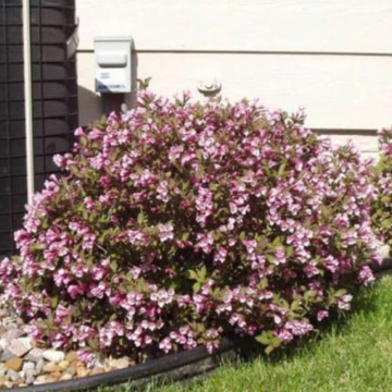 Weigela purpurie (Weigela florida Nana Purpurea) 20-30 cm, planta ornamentala, flori roz - Img 2