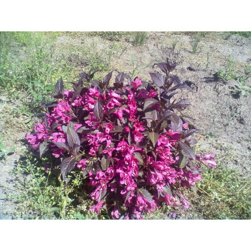 Weigela purpurie (Weigela florida Nana Purpurea), planta perena, flori roz - Img 2